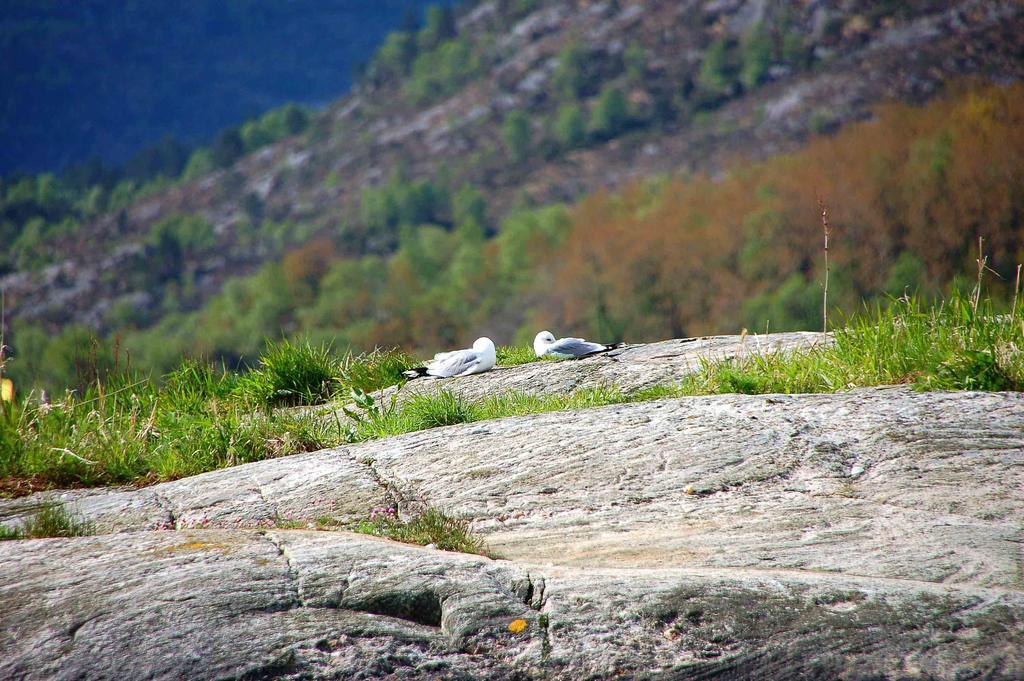 Gulen Dive Resort Dalsøyra Exteriér fotografie